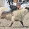 Lovell’s Days Rodeo participant Bradley Shepard enjoys himself as he holds on tight to the sheep he is riding Saturday evening. 