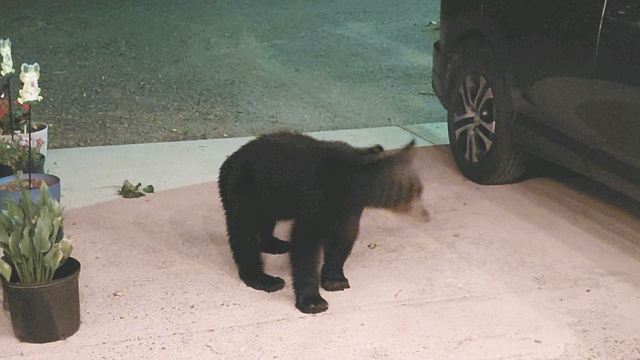 Elden Sanders of Byron snapped this photo of the nocturnal visitor that entered his home early Sunday morning. The black bear was seen several other times in Byron on Sunday before being trapped. Courtesy photo