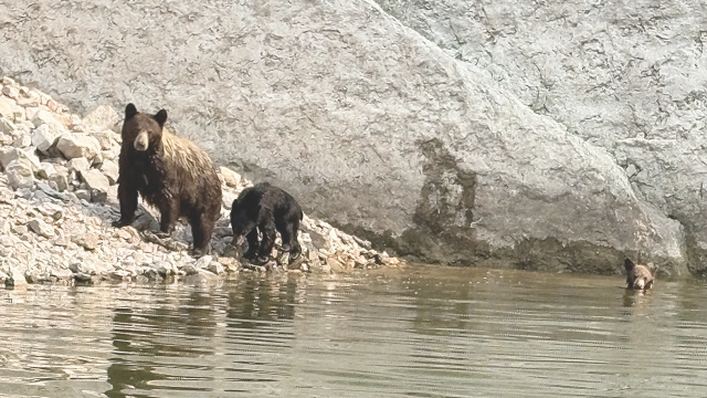 A mother black bear and her two cubs have learned to approach boats knowing that humans will feed them. Matthew Beeton